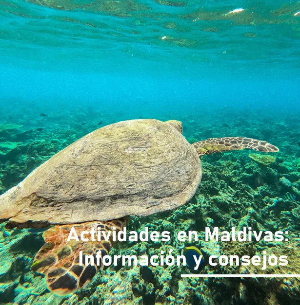 Actividades en Maldivas Tortuga Maldivas